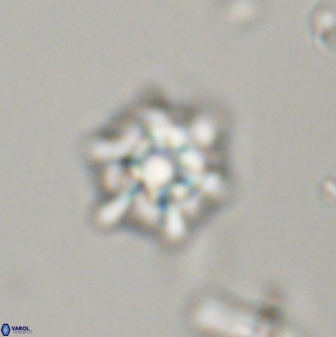 Discoaster self trailliae 32109