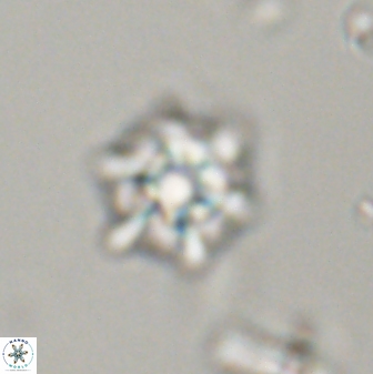 Discoaster self trailliae 32109