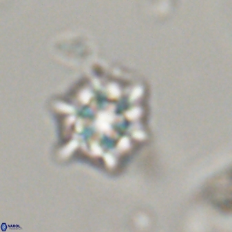 Discoaster self trailliae 32100