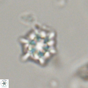 Discoaster self trailliae 32100