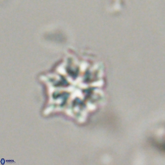 Discoaster self trailliae 32101