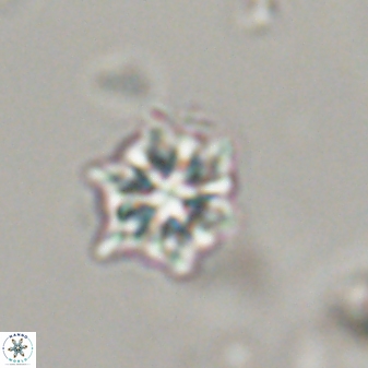 Discoaster self trailliae 32101