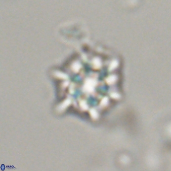 Discoaster self trailliae 32102