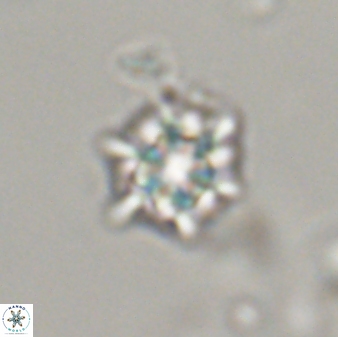 Discoaster self trailliae 32102