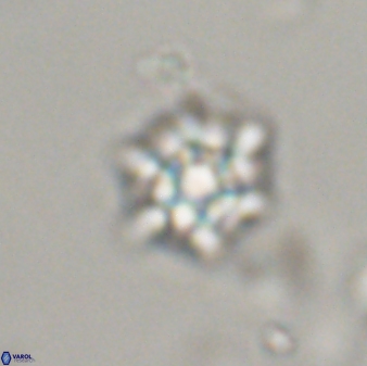 Discoaster self trailliae 32103