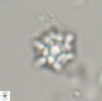 Discoaster self trailliae 32103