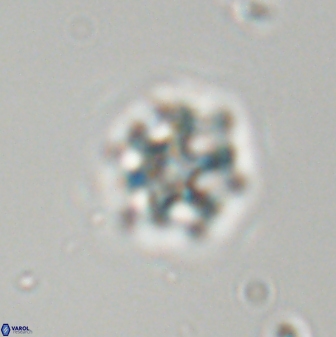 Discoaster self trailliae 32114