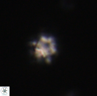 Discoaster self trailliae 32116