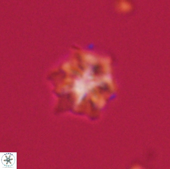 Discoaster self trailliae 32117