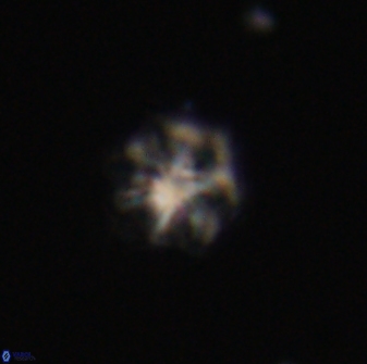 Discoaster self trailliae 32118