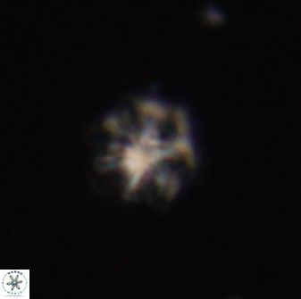Discoaster self trailliae 32118
