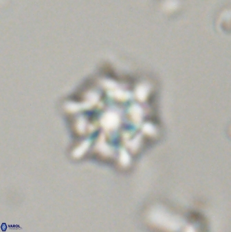 Discoaster self trailliae 32110