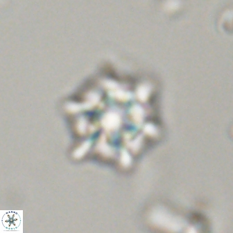 Discoaster self trailliae 32110