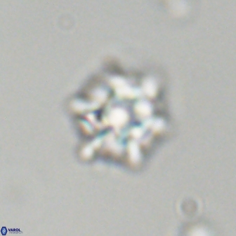 Discoaster self trailliae 32111