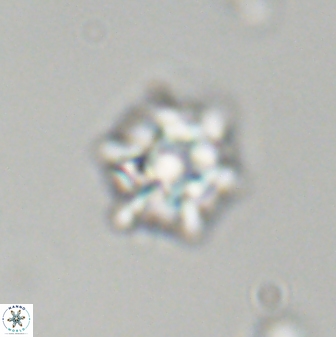 Discoaster self trailliae 32111
