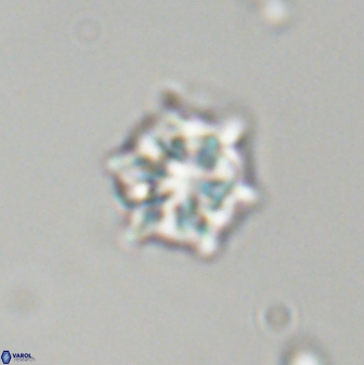 Discoaster self trailliae 32112