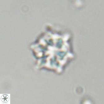 Discoaster self trailliae 32112