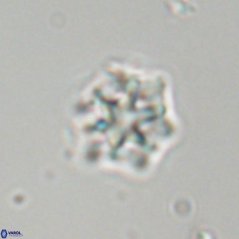 Discoaster self trailliae 32113