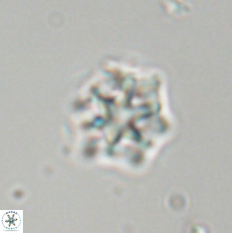 Discoaster self trailliae 32113