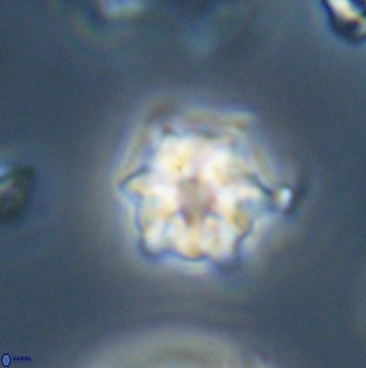 Discoaster self trailliae 32124