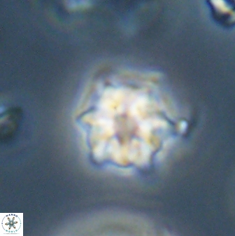 Discoaster self trailliae 32124