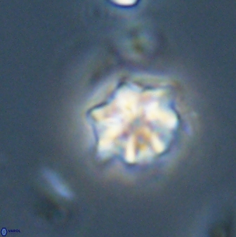 Discoaster self trailliae 32125