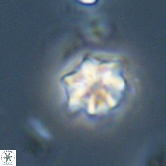 Discoaster self trailliae 32125