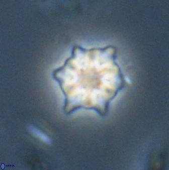 Discoaster self trailliae 32126