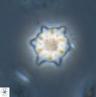Discoaster self trailliae 32126
