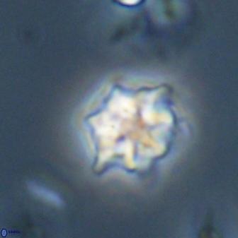 Discoaster self trailliae 32127