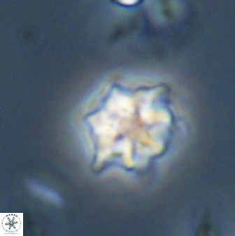 Discoaster self trailliae 32127