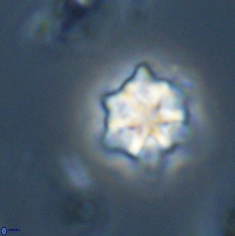 Discoaster self trailliae 32128