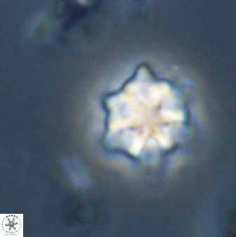 Discoaster self trailliae 32128
