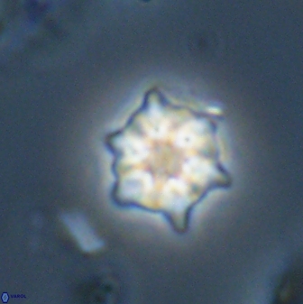 Discoaster self trailliae 32129