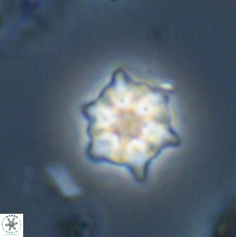 Discoaster self trailliae 32129