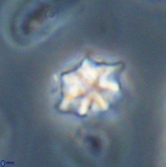 Discoaster self trailliae 32121