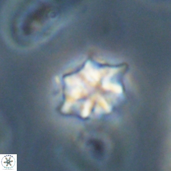 Discoaster self trailliae 32121