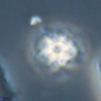 Discoaster self trailliae 32122