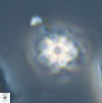 Discoaster self trailliae 32122