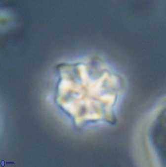 Discoaster self trailliae 32123