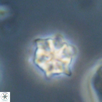 Discoaster self trailliae 32123