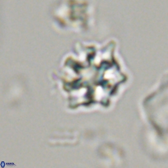 Discoaster self trailliae 32134