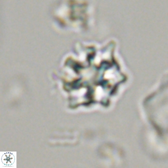 Discoaster self trailliae 32134