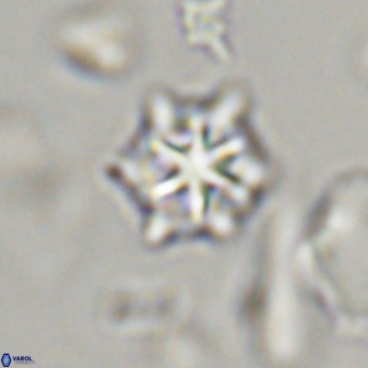 Discoaster self trailliae 32135