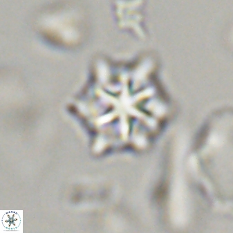 Discoaster self trailliae 32135