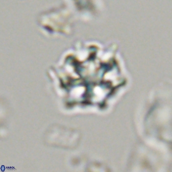 Discoaster self trailliae 32136