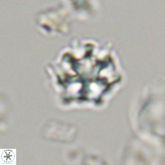 Discoaster self trailliae 32136