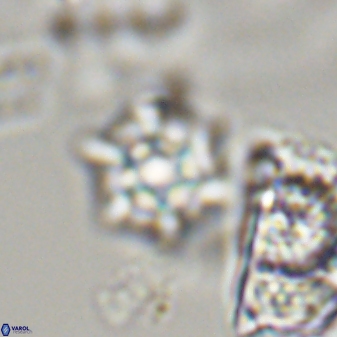 Discoaster self trailliae 32137