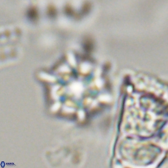 Discoaster self trailliae 32138