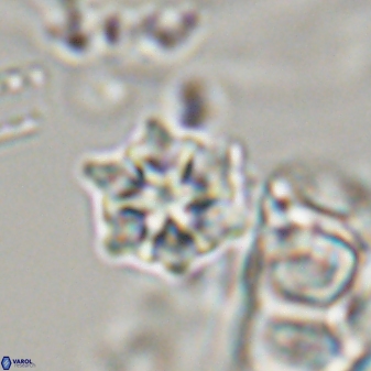 Discoaster self trailliae 32139